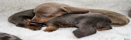 Dachshund dogs for sale: Dachshund Puppies  in Guildford - Advert 7