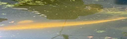 Koi Carp fish for sale: 1 carp 1 large goldfish  in Polegate - Advert 2