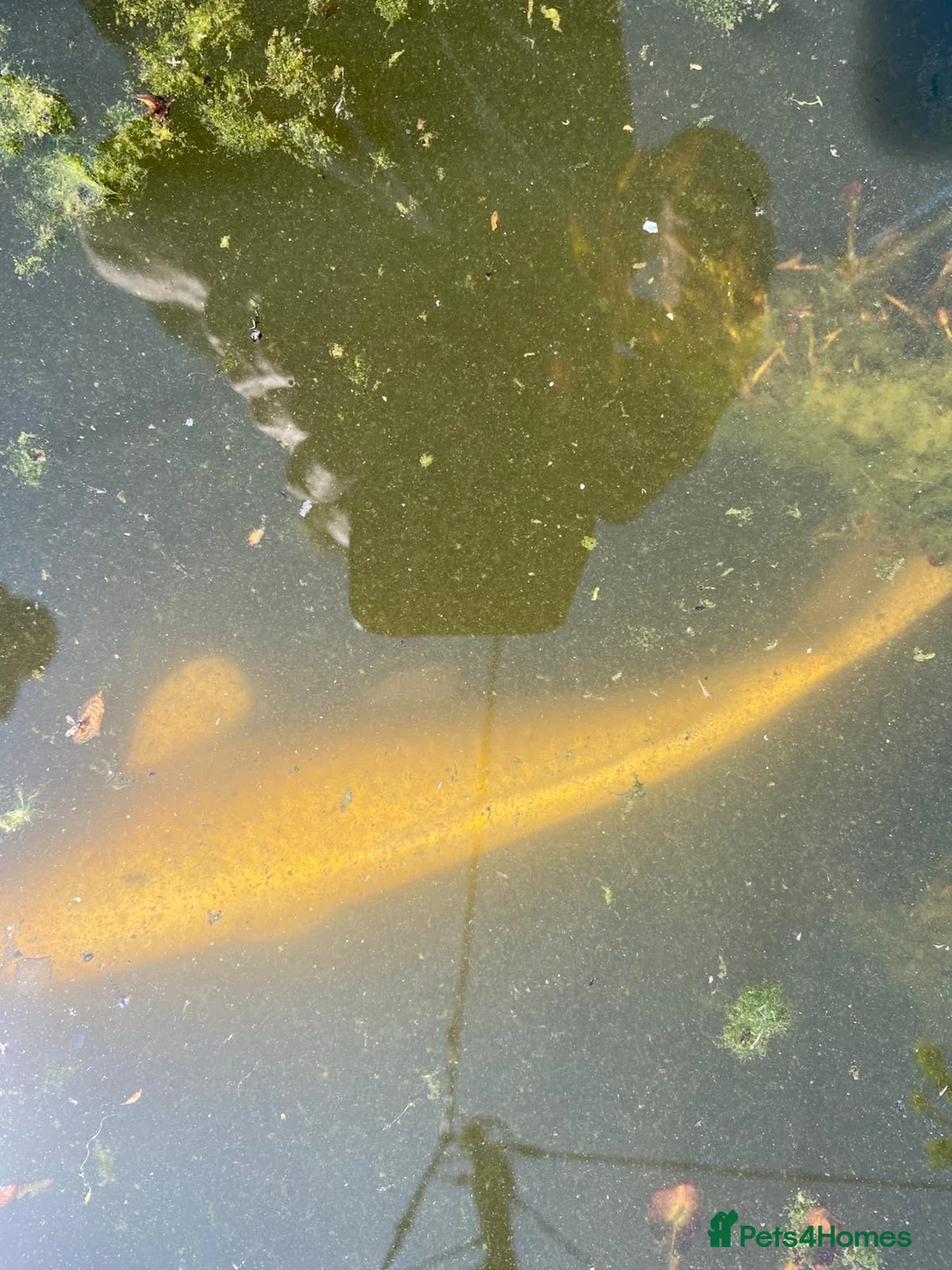 Koi Carp fish for sale: 1 carp 1 large goldfish  in Polegate - Advert 2