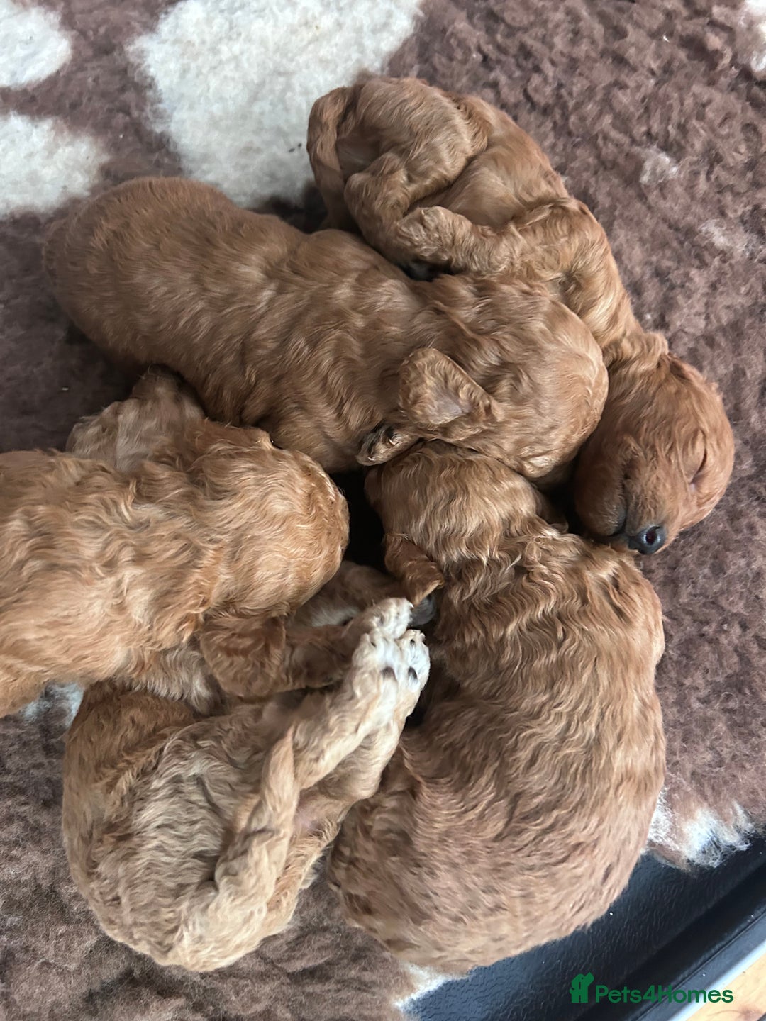 Miniature Poodle dogs for sale: Miniature poodles - Advert 19