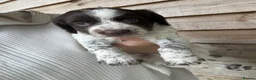 Mixed Breed dogs for sale: Sproodle puppies for sale  - Advert 20