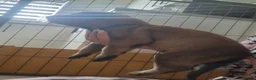 German Shepherd dogs for sale: Beautiful german shepherd puppies for sale  - Advert 18