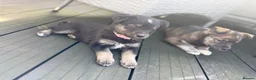 Mixed Breed dogs for sale: Labradoodle × Siberian Husky Puppies - Advert 29