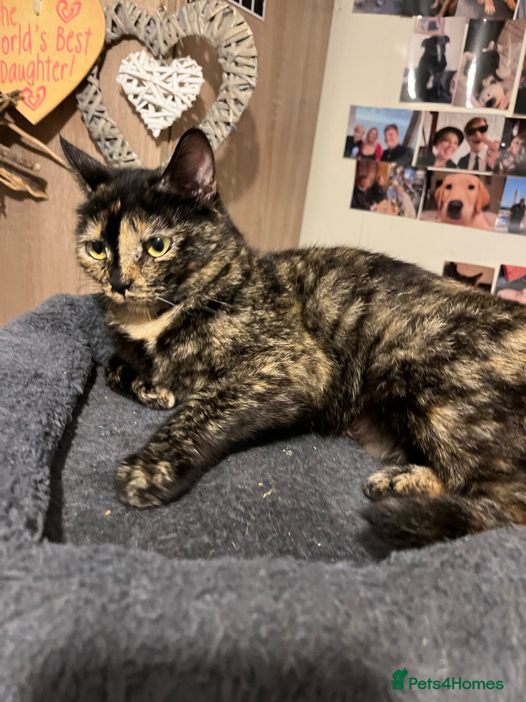 Mixed Breed cats for sale: Beautiful 3/4 exotic kittens  - Image 4