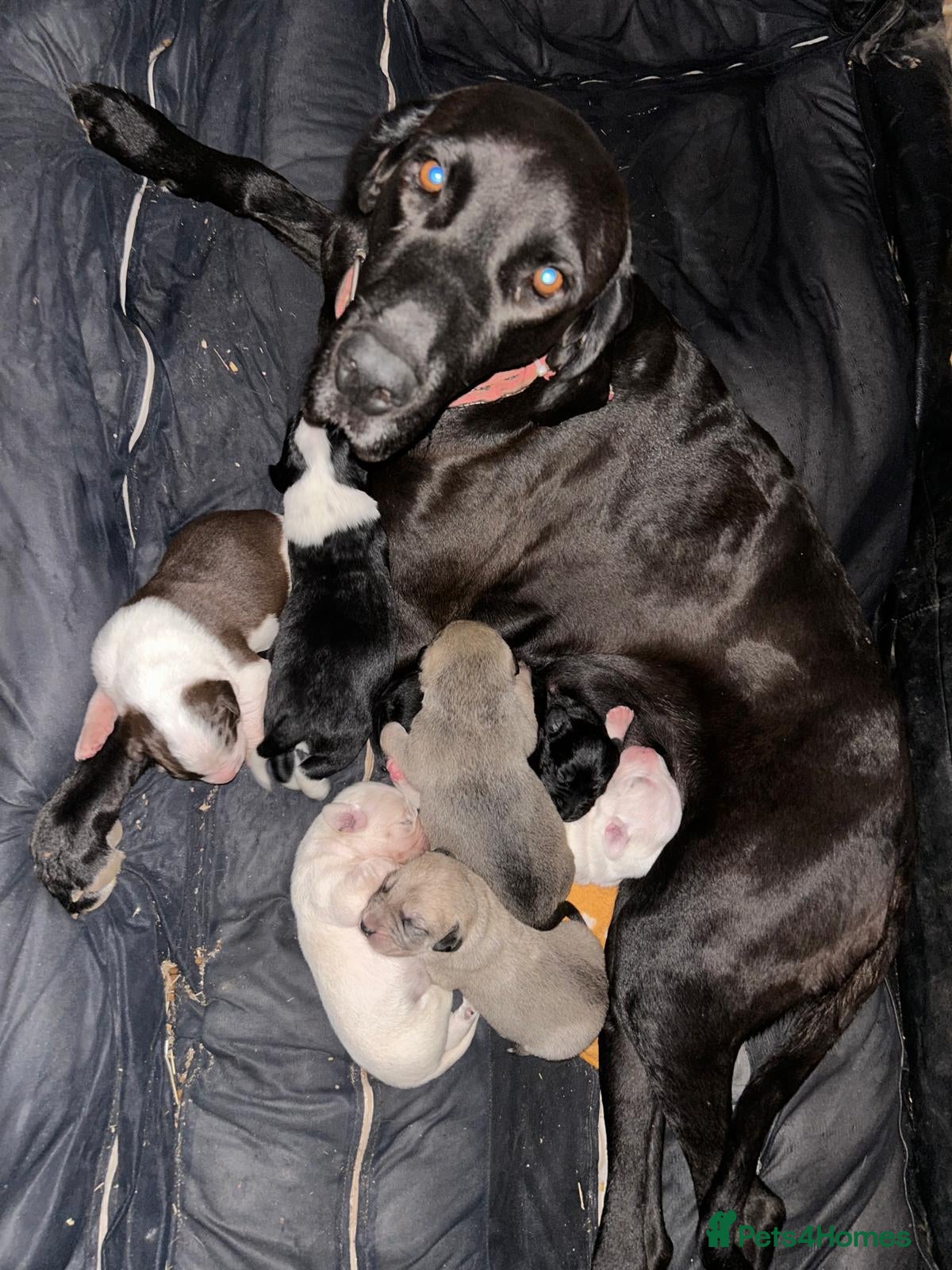 Pointer dogs Pointer Pups  - Advert 1