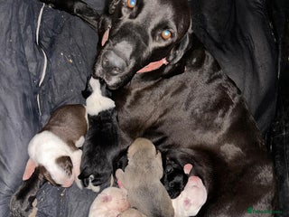 Pointer dogs Pointer Pups - Advert 2