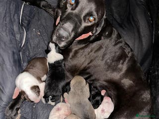 Pointer dogs Female Pointer Pups - Advert 2