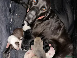 Pointer dogs Female Pointer Pups - Advert 6