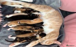 Domestic Shorthair cats for sale: 8 Beautiful kittens with stunning markings  - Image 2