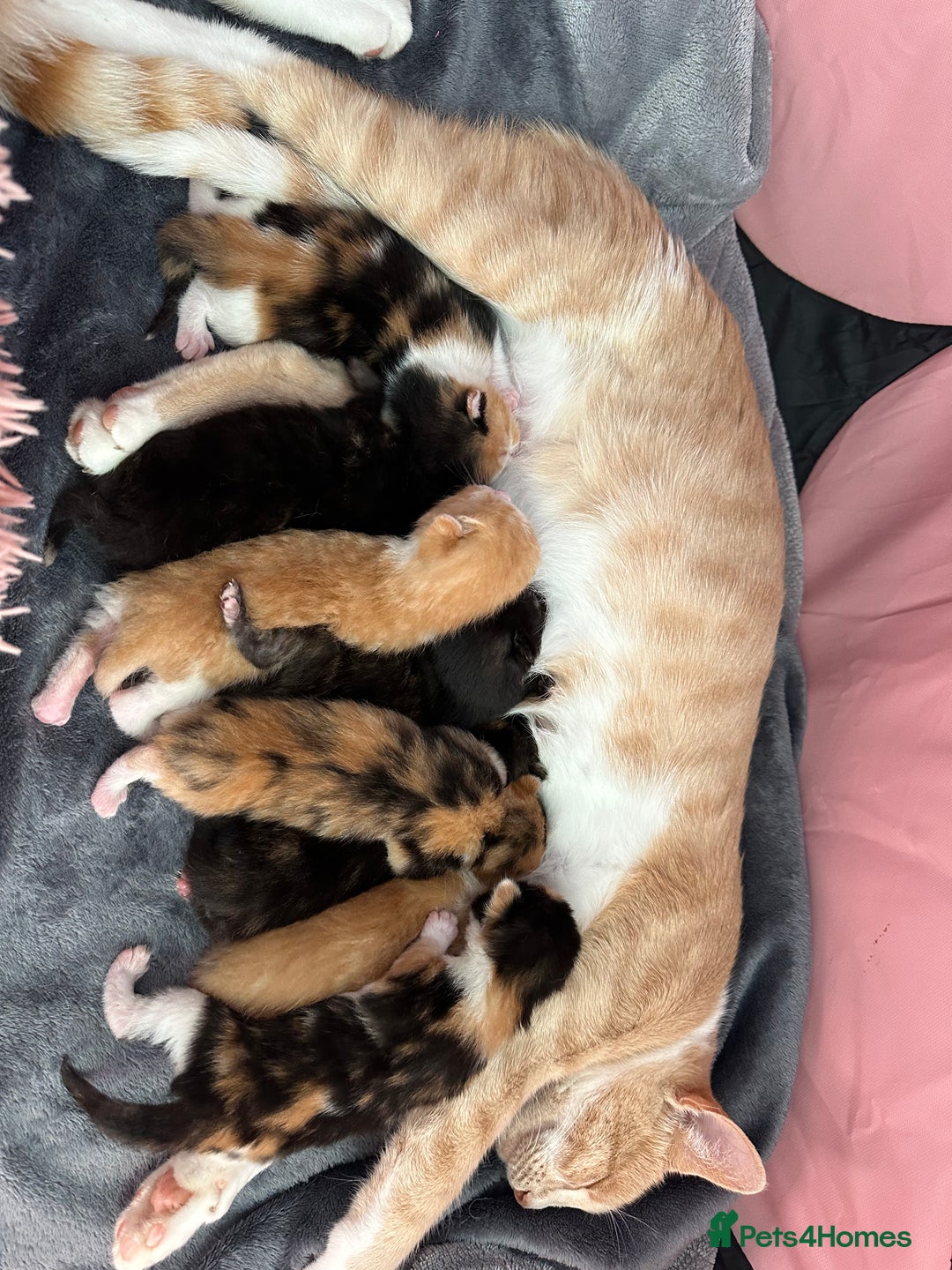 Domestic Shorthair cats for sale: 8 Beautiful kittens with stunning markings  - Image 2