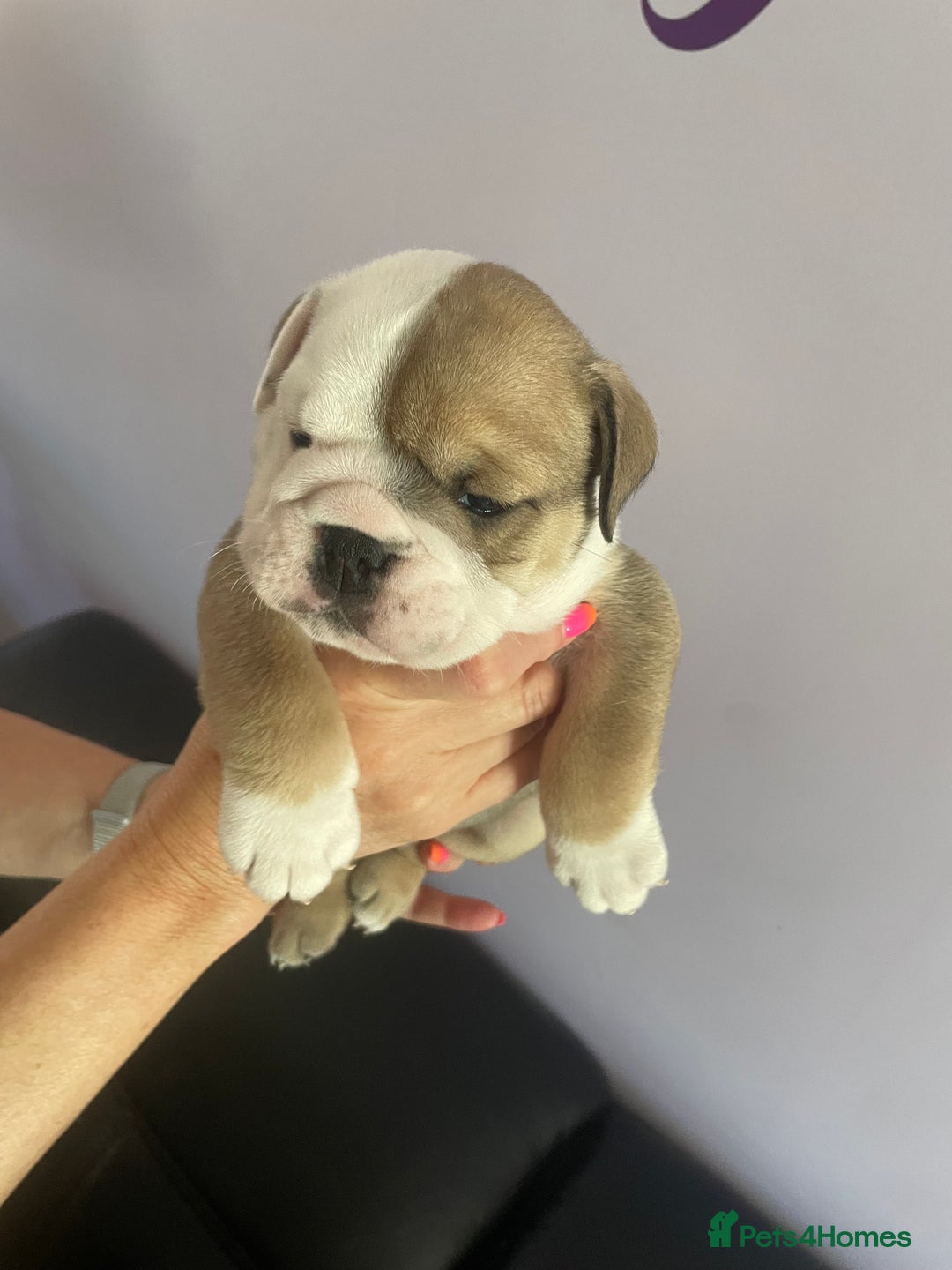 English Bulldog dogs for sale: 4 KC English Bulldog Puppies  - Image 32