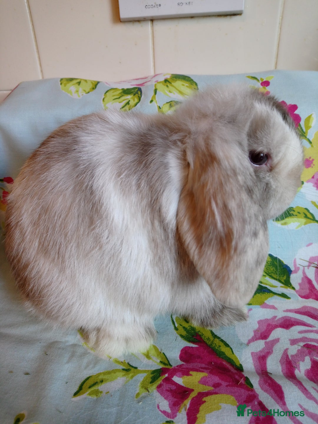 Mini Lop rabbits for sale: Pedigree Mini Lops - Advert 10