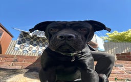 Cane Corso dogs for sale: Cane corse looking for a new home  - Image 3