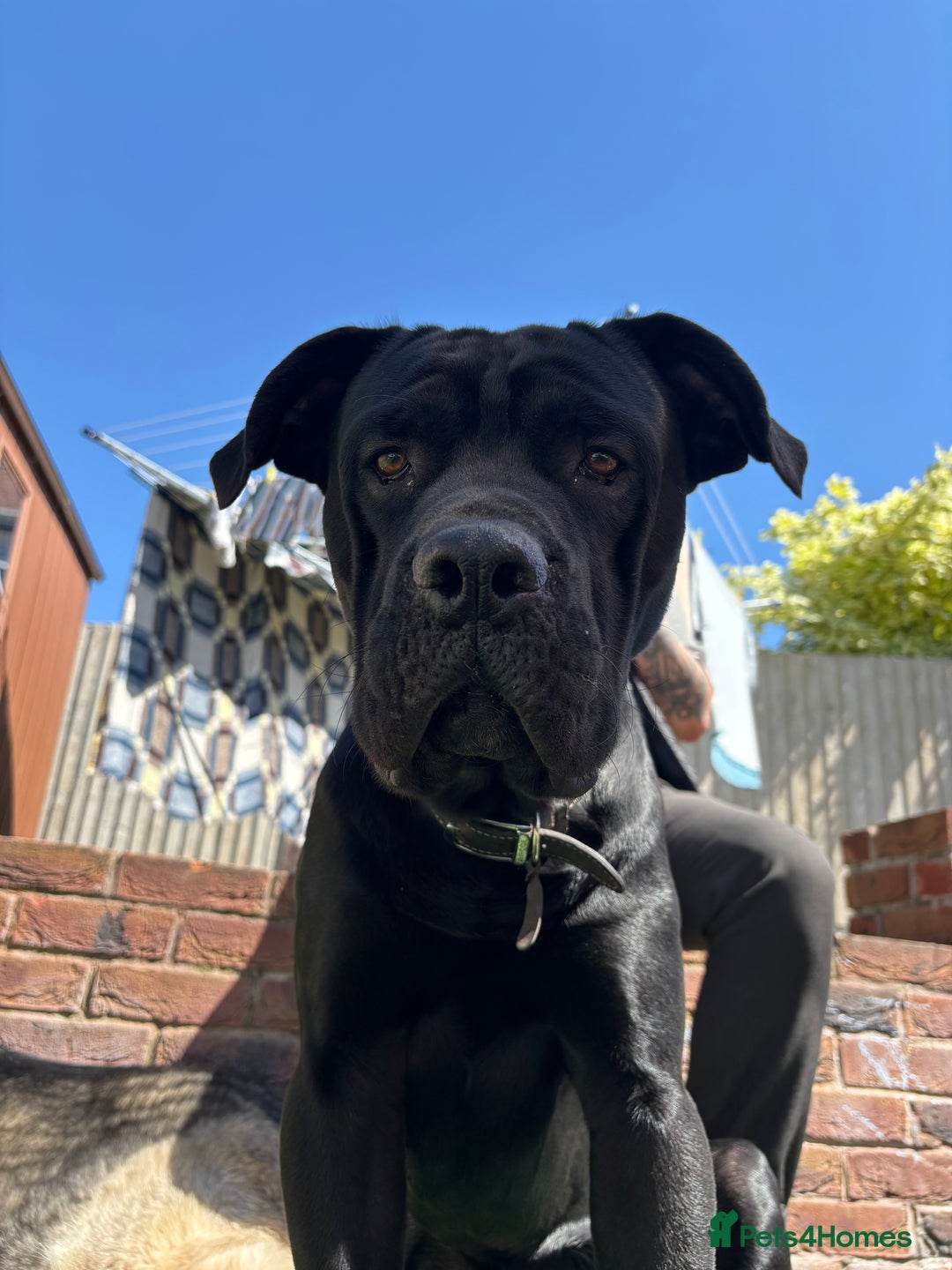 Cane Corso dogs for sale: Cane corse looking for a new home  - Image 3