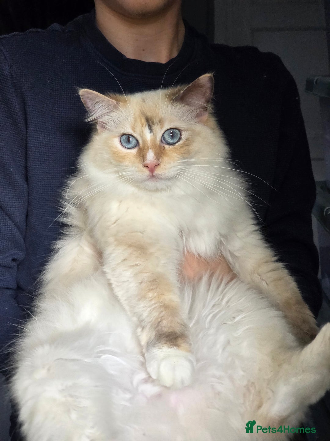 Ragdoll cats for sale: GCCF REGISTERED RAGDOLL ADULTS - Advert 7