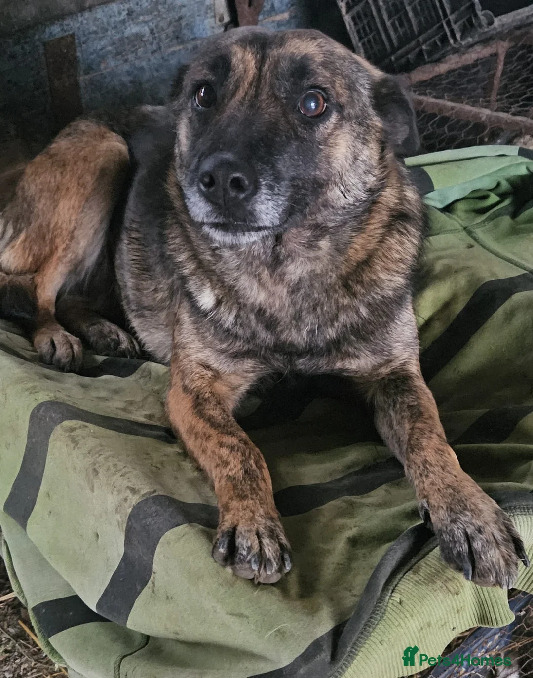 Mixed Breed dogs for adoption: 🌸 🐾 LIANA – a Lovely Girl for a Loving Home 🐾🌸 - Advert 8