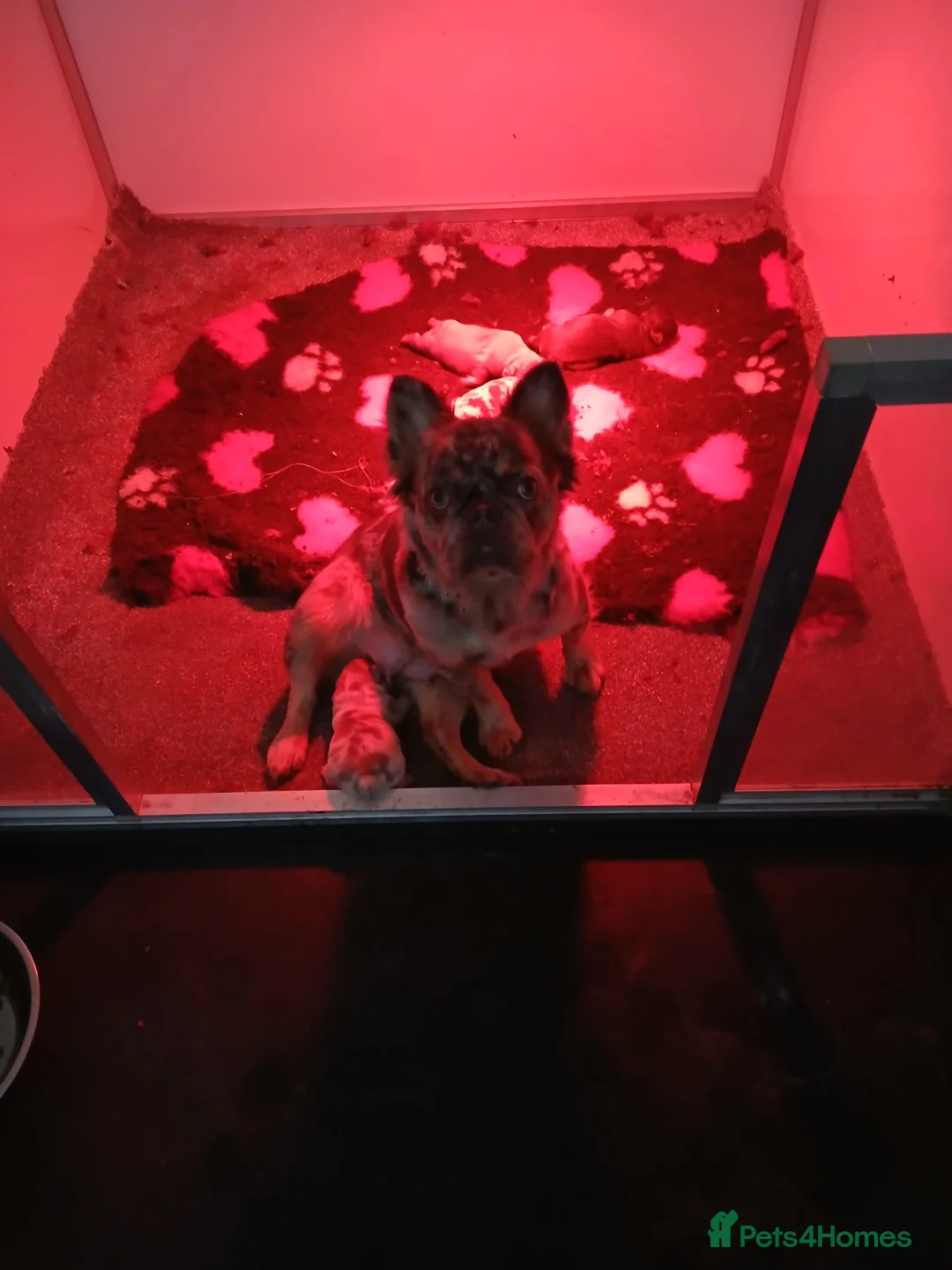 French Bulldog dogs for sale: French bulldog - Advert 2