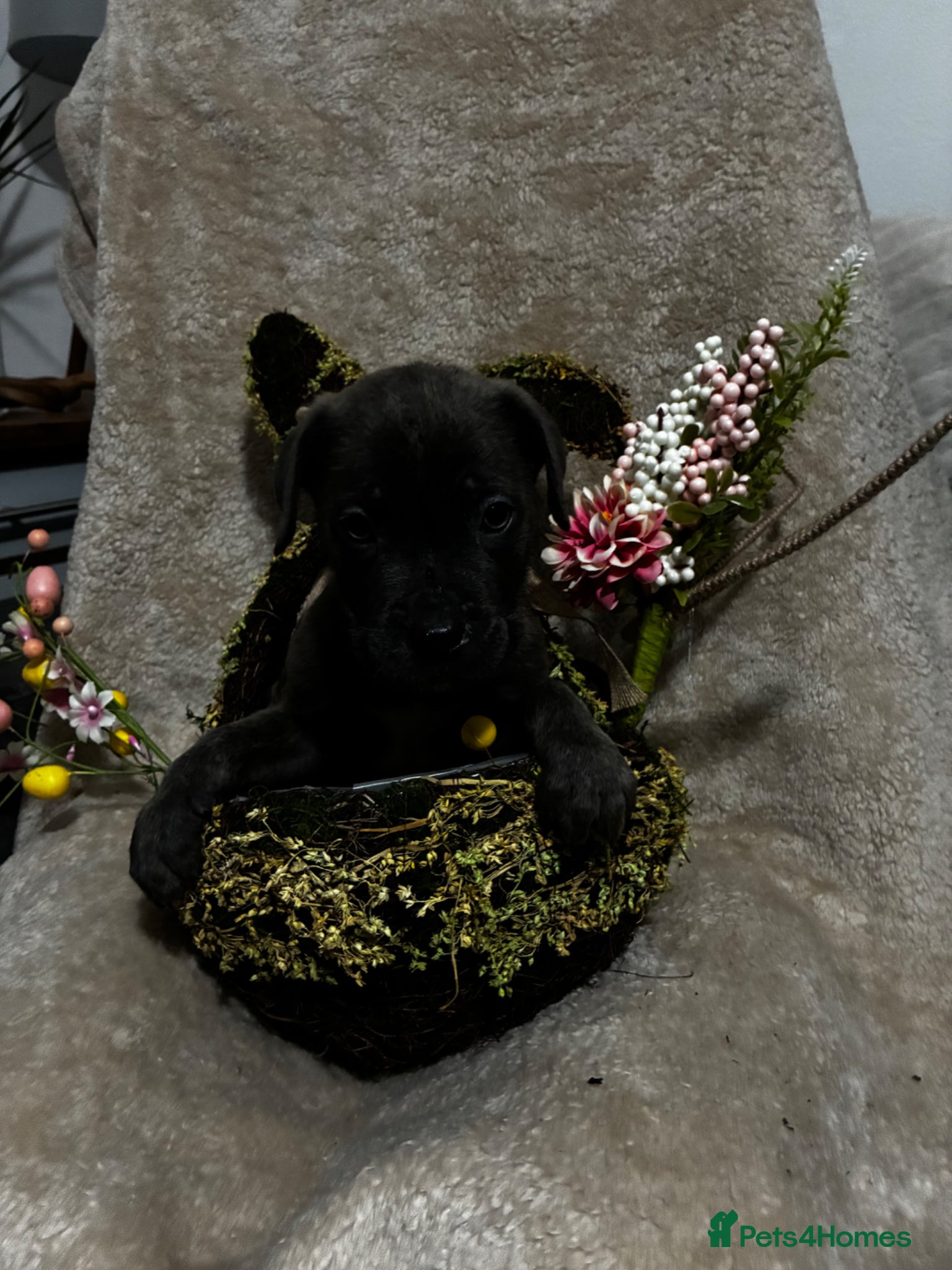 Cane Corso dogs 10 beautiful Cane Corso puppies - Advert 12