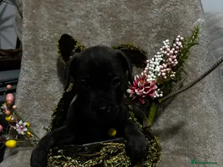 Cane Corso dogs 10 beautiful Cane Corso puppies - Advert 12