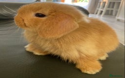 Mini Lop rabbits for sale: Mini lop female orange doe 19 weeks old  - Image 1