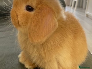 Mini Lop rabbits for sale - Advert 1