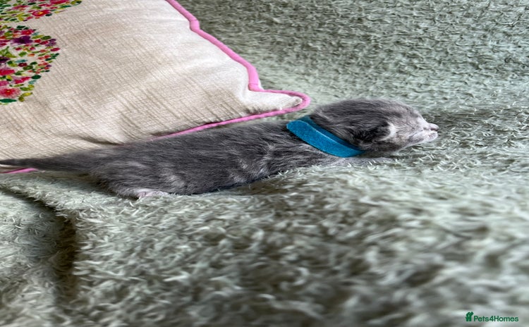 British Shorthair cats - Advert 15