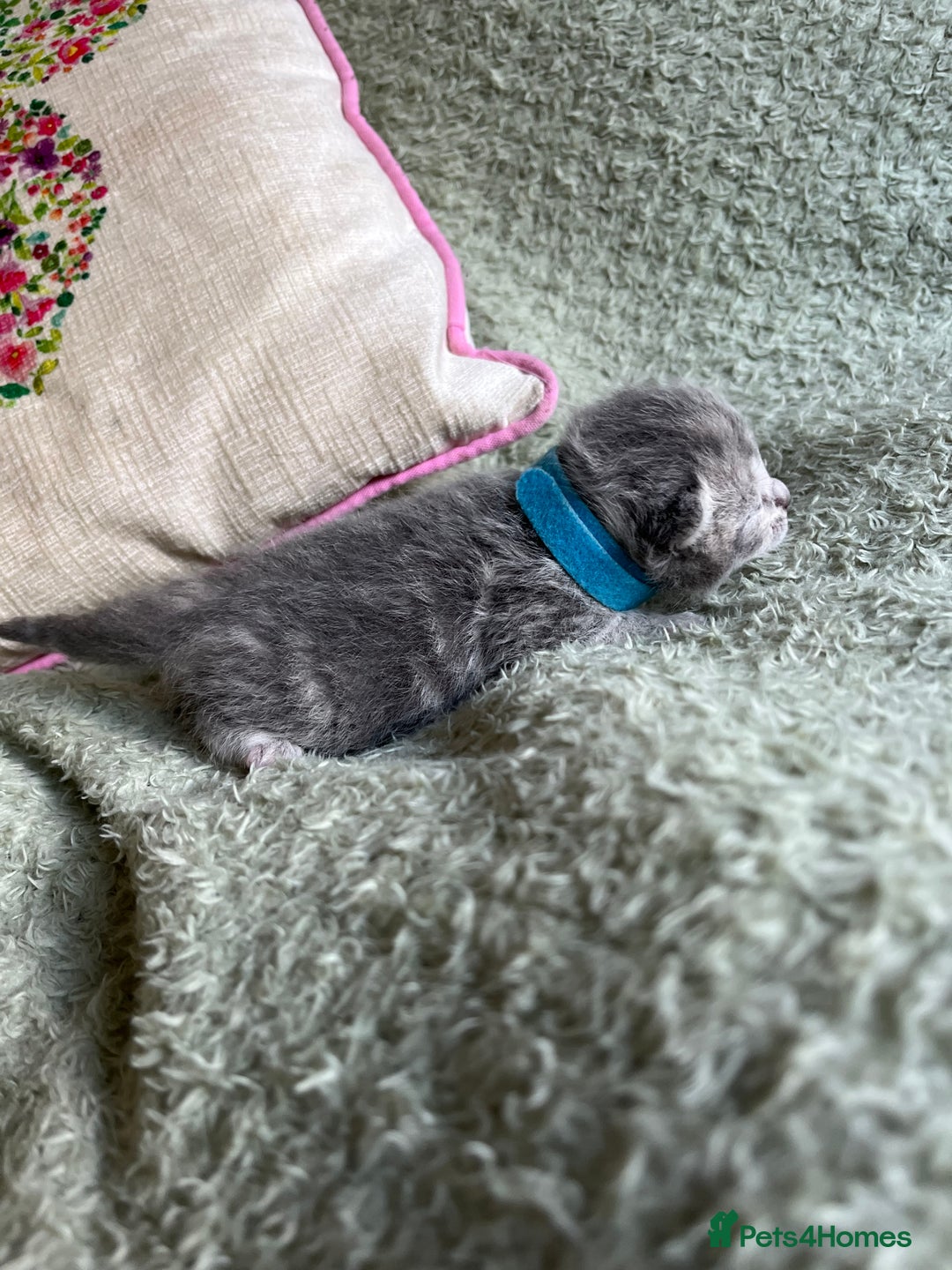 British Shorthair cats for sale: One male and one female remain - Advert 4