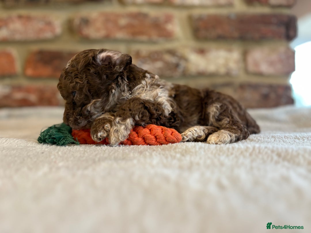 Cockapoo dogs for sale: F1b cockapoo puppies - Advert 28