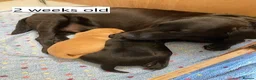 Labrador Retriever dogs for sale: Beautiful Labrador retrievers    - Advert 12