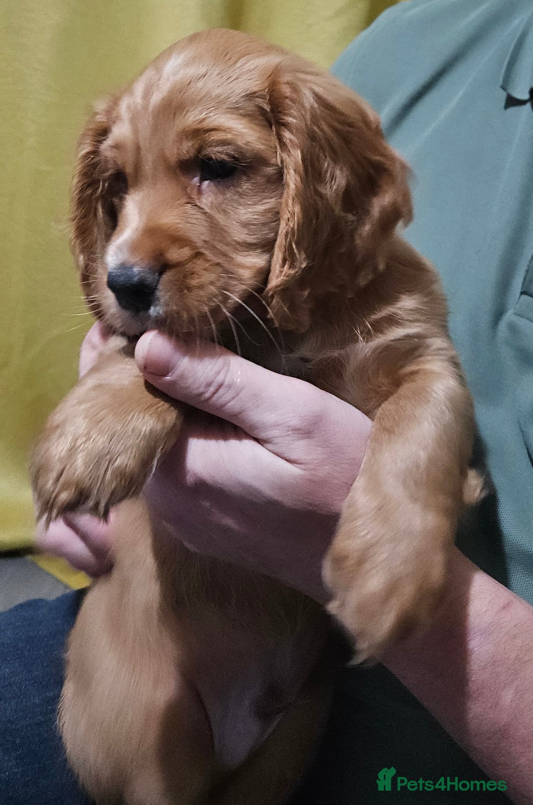 Cocker Spaniel dogs for sale: 5 stunning Cocker Spaniel puppies for sale.  - Advert 38