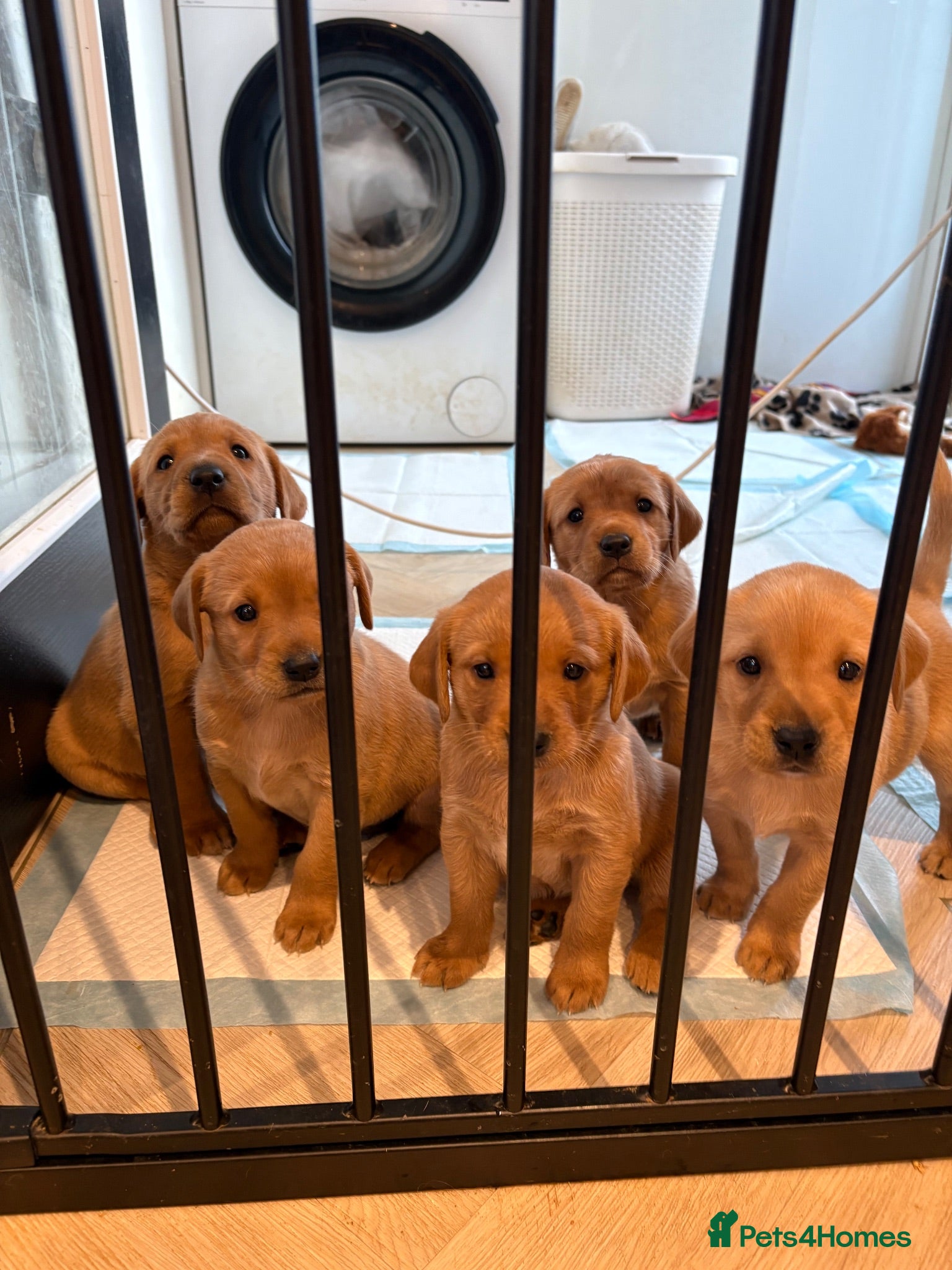 Labrador Retriever dogs Labrador puppies - Advert 1