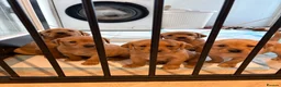 Labrador Retriever dogs for sale: Labrador puppies in Canterbury - Advert 1