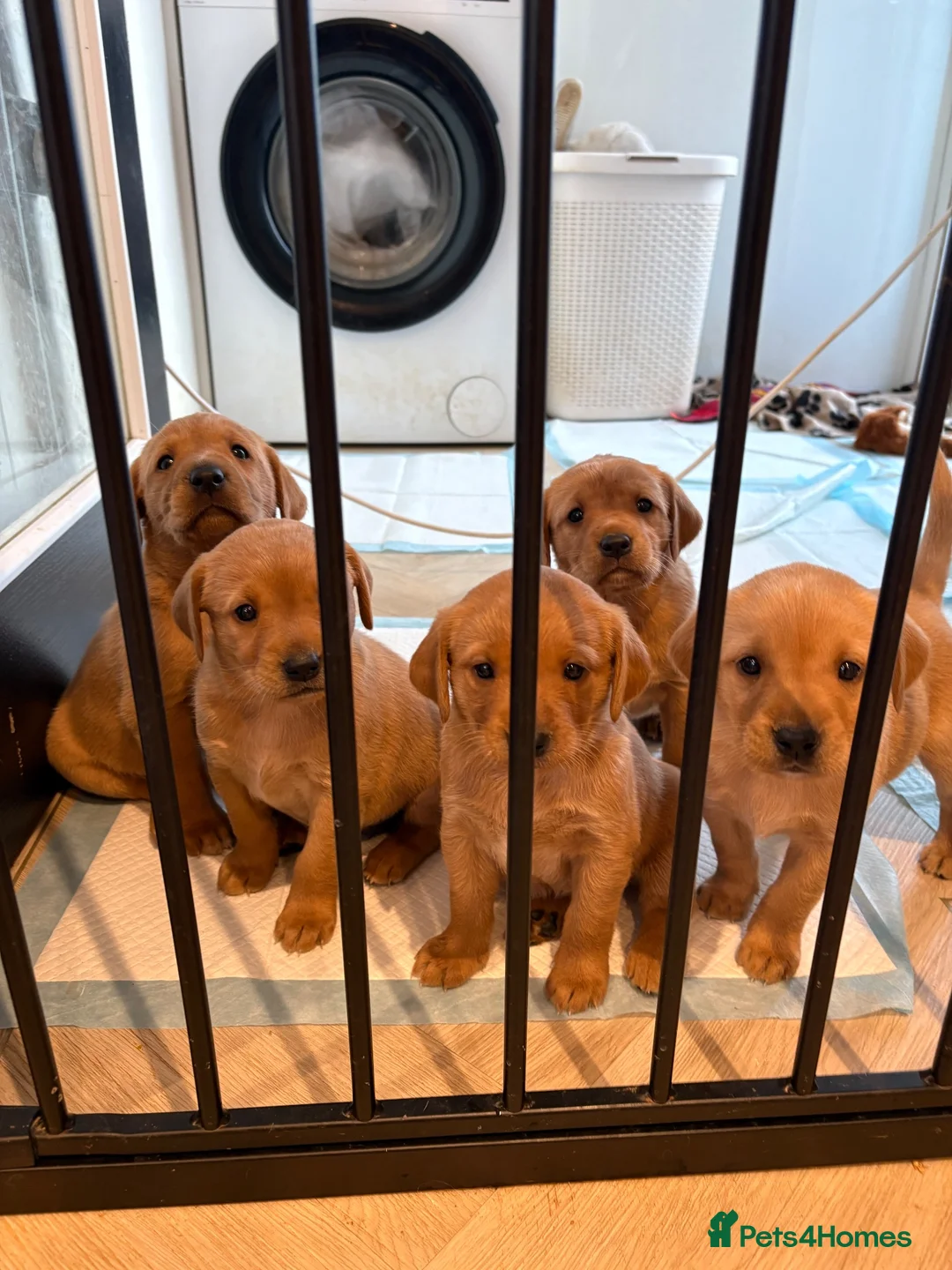 Labrador Retriever dogs for sale: Labrador puppies in Canterbury - Advert 1