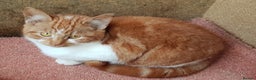 Mixed Breed cats for sale: GORGEOUS KITTENS INCL FEMALE ORANGE TABBY - Advert 7
