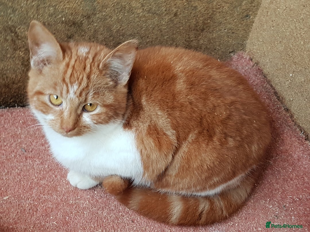 Mixed Breed cats for sale: GORGEOUS KITTENS INCL FEMALE ORANGE TABBY - Advert 7