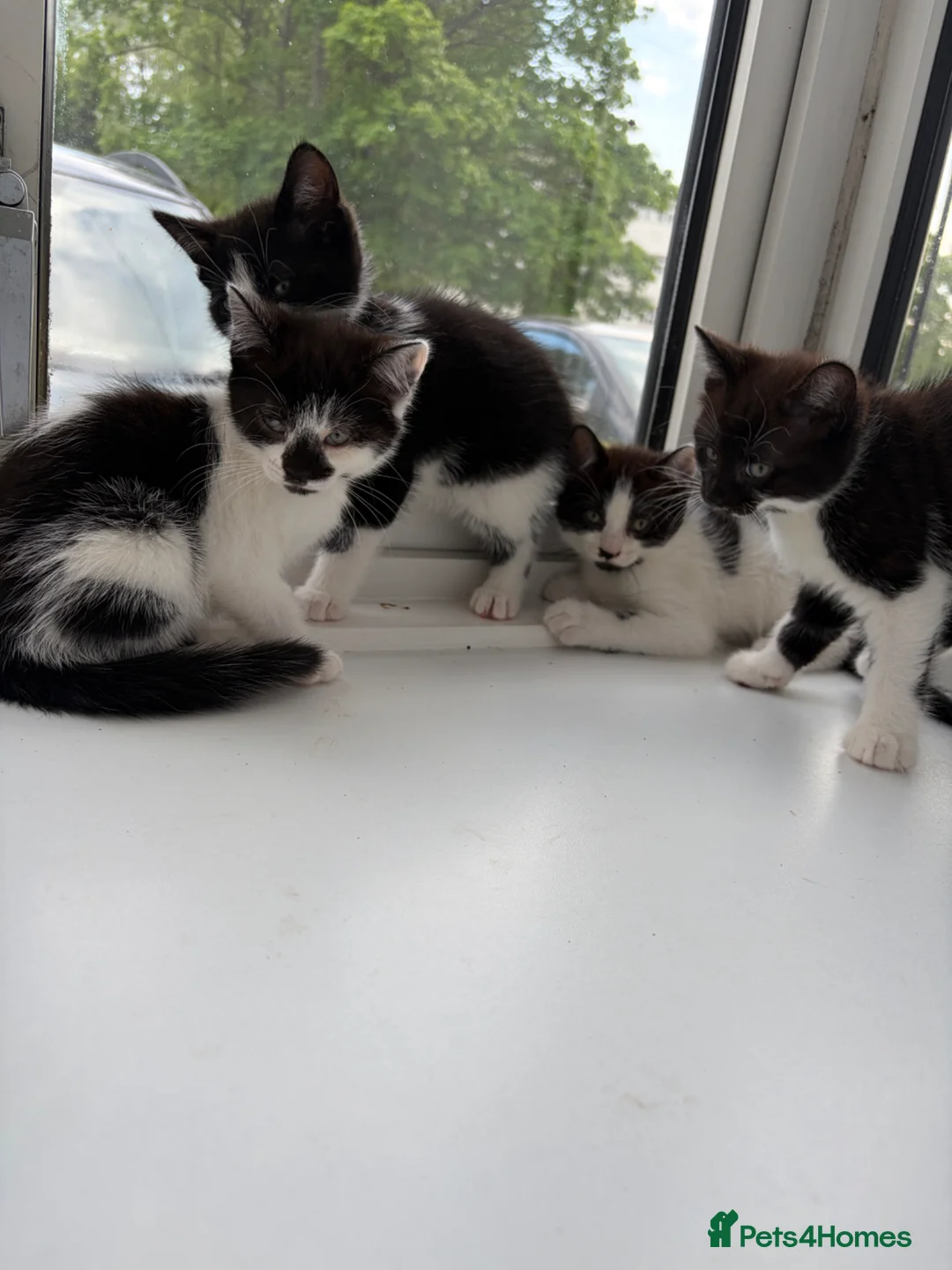 Mixed Breed cats for sale: Kittens looking for a lovely family  - Advert 2