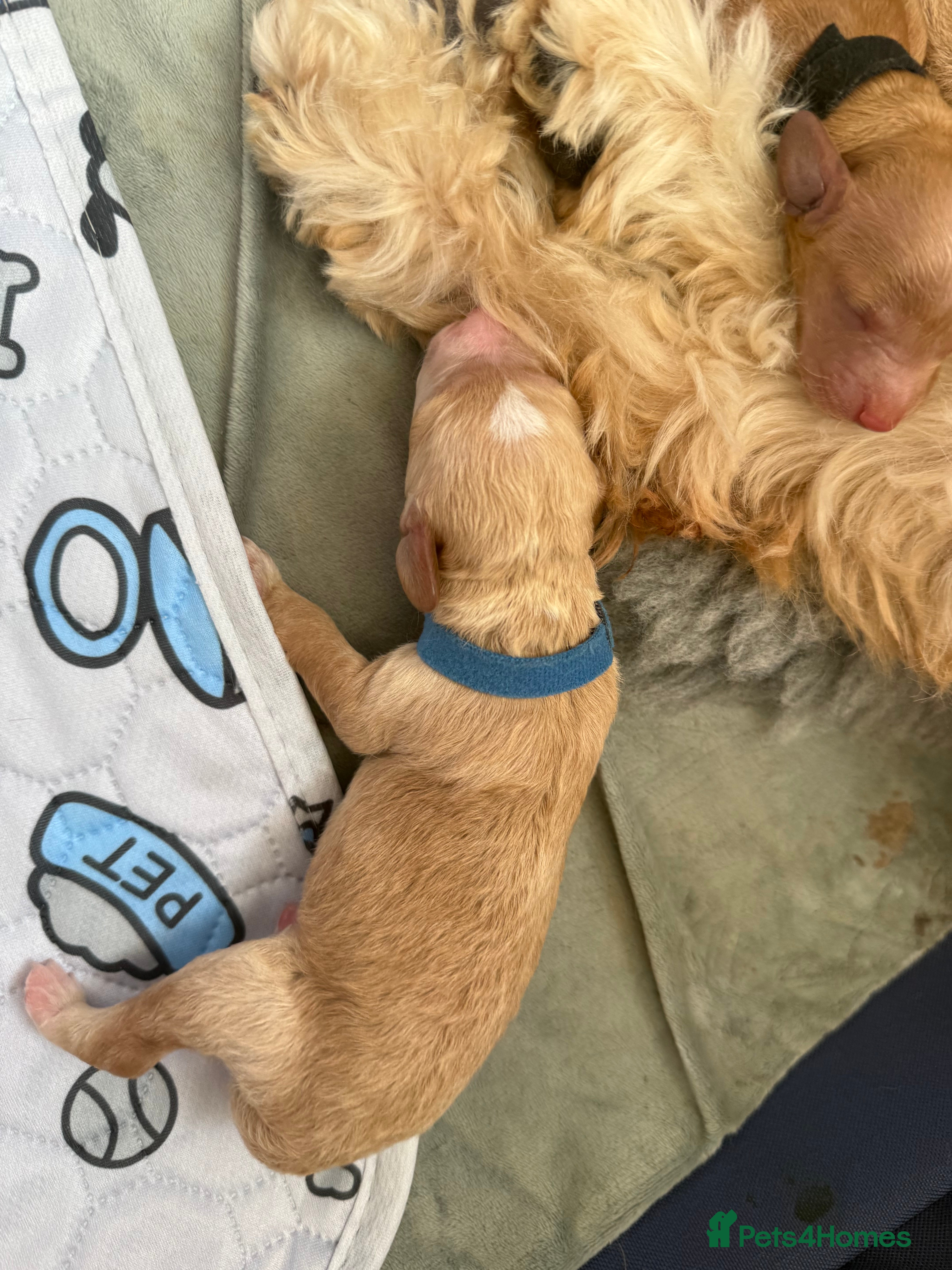 Cockapoo dogs for sale: cockapoo puppies for sale  - Advert 2