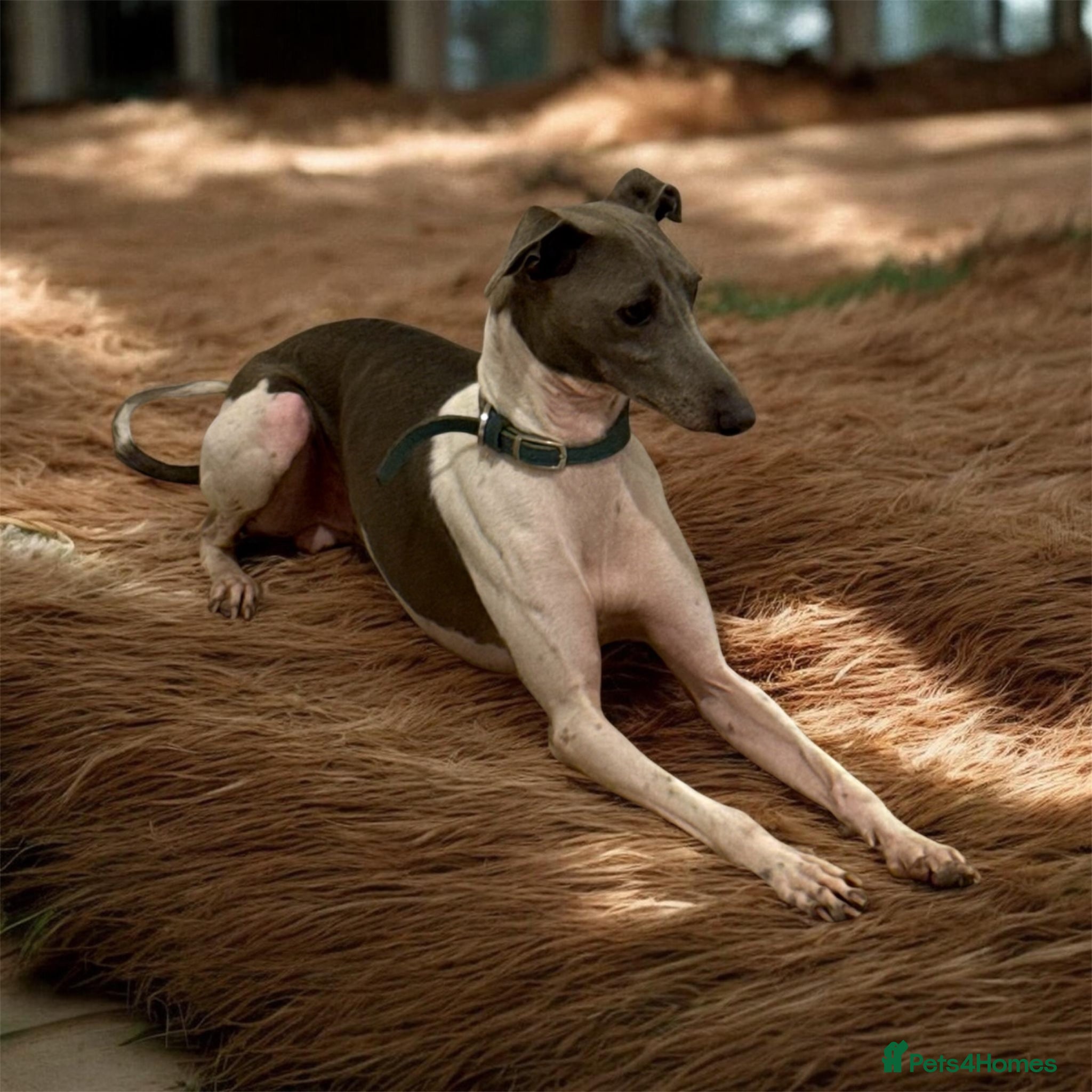 Italian Greyhound dogs 🤩 Italian greyhound stud dog available 🤩 - Advert 10