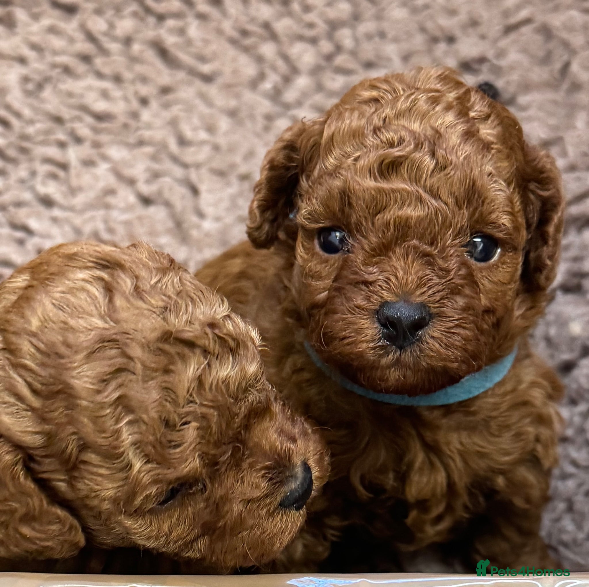 Toy Poodle dogs for sale: Asian Poodle Puppies WAITING LIST OPEN - Advert 19