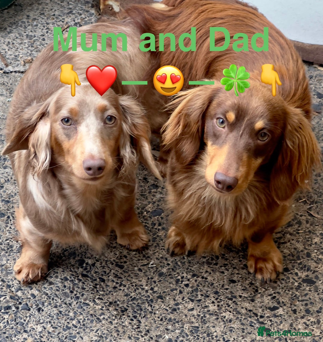 Miniature Dachshund dogs for sale: Dachshund miniature long hair - Advert 17