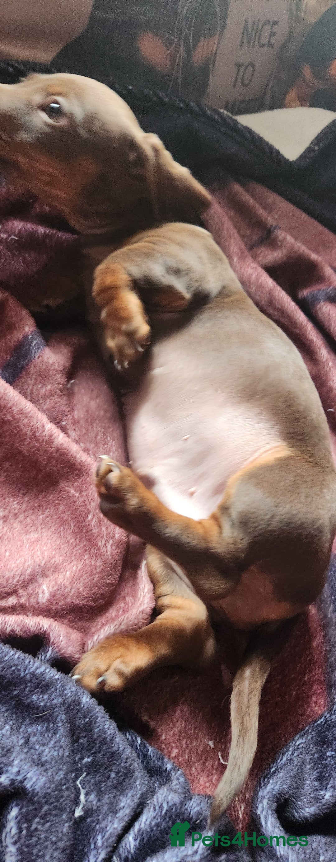 Miniature Dachshund dogs for sale: Dashound puppies for sale  - Image 9