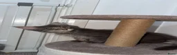 Maine Coon cats for sale: 1 left TICA Registered Maine Coon Kittens - Advert 15