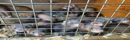 Ferret rodents for sale: Ferret kits ready to leave now - Advert 9