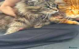 Maine Coon cats for sale: TICA Maine Coon Brown Tabby Female - Image 2