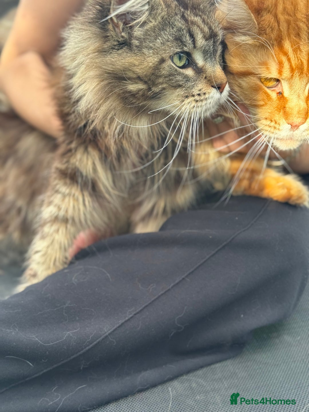 Maine Coon cats for sale: TICA Maine Coon Brown Tabby Female - Image 2