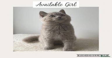 British Shorthair cats - Advert 13