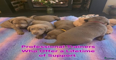 Labrador Retriever dogs - Advert 6