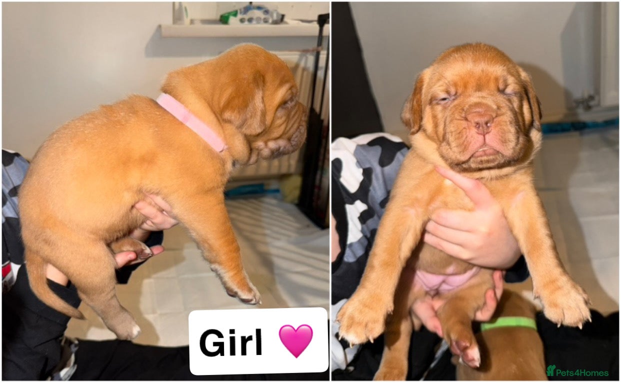 Dogue De Bordeaux dogs KC Dogue De Bordeaux  - Advert 1