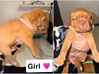 Dogue De Bordeaux dogs KC Dogue De Bordeaux - Advert 3