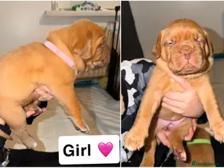 Dogue De Bordeaux dogs KC Dogue De Bordeaux - Advert 5